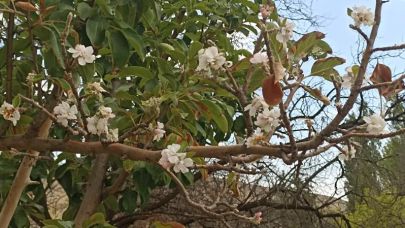 Sivas'ta eylül ayında elma ağacı çiçek açtı