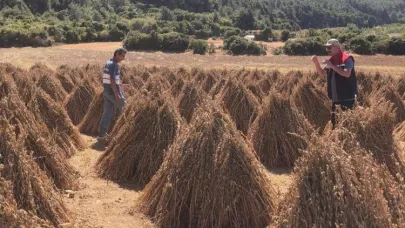 Susamda hasat zamanı yaklaşıyor