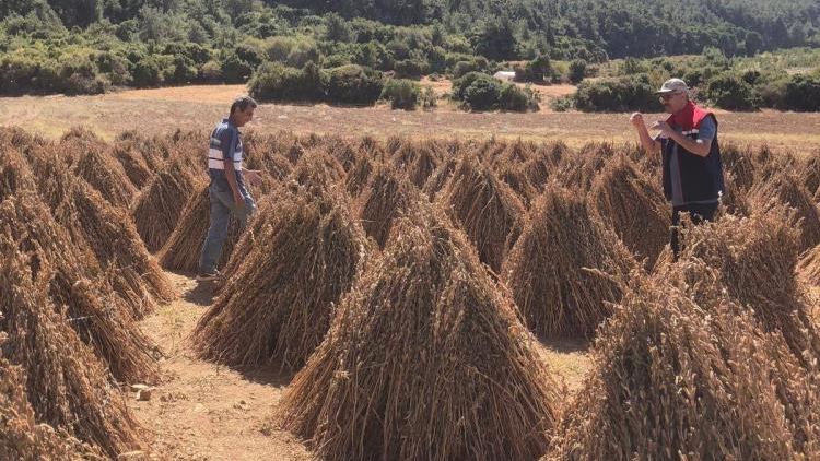 Susamda hasat zamanı yaklaşıyor
