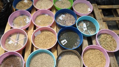 Muğla Büyükşehir, 2026'da 4 milyon ata tohumu dağıtacak