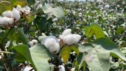 Çukobirlik'in açıkladığı pamuk fiyatlarına CHP'den tepki