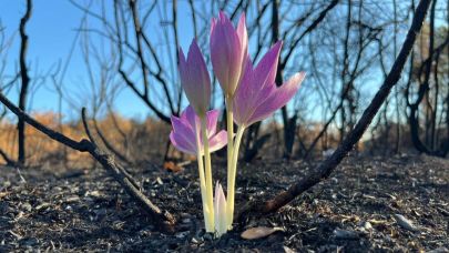 Siyaha meydan okurcasına açan çiğdemin direnişi umut oldu