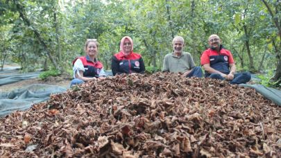 Düzce'de fındık üreticilerine hasat filesi desteği