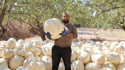 Hatay’da coğrafi işaretli beyaz kabak hasadı başladı