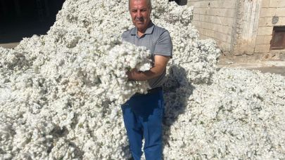 Gaziantep’in Araban Ovası'nda "Beyaz Altın" hasadı