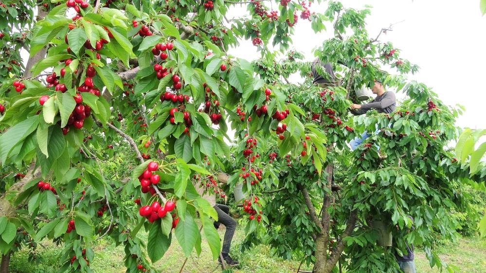 Tokat’ta “Ziraat 0900” kirazı don felaketine yenildi