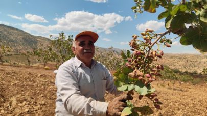 Siirt'te fıstık hasadında hayal kırıklığı