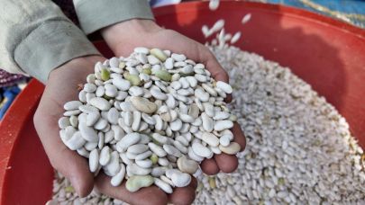 Demirci fasulyesi hasadı başladı