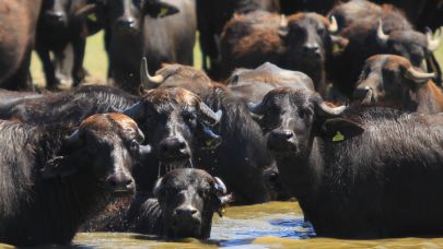 Manda sayısı son 5 yılda yüzde 16 azaldı