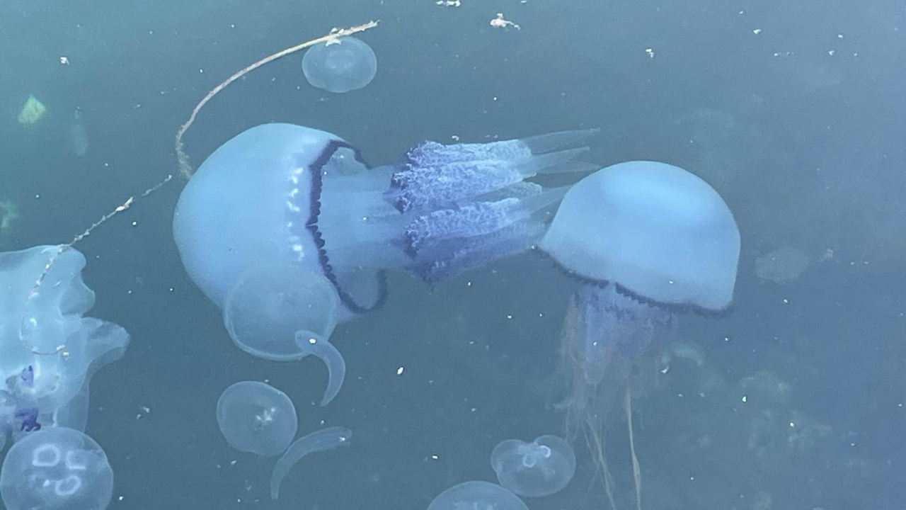 Marmara'da bitti denilen müsilaj kabusu geri döndü
