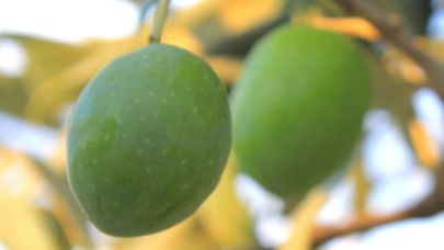 Gemlik Zeytini Festivali 26 Eylül'de başlıyor