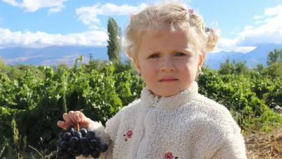 Üzümlü'de "Cimin üzümü" hasadı devam ediyor