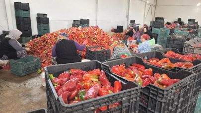 İnegöl'den Hollanda'ya 1500 ton salça ihracatı hedefi