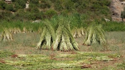 Manavgat'ın "Altın Susamı"nda yüksek rekolte beklentisi