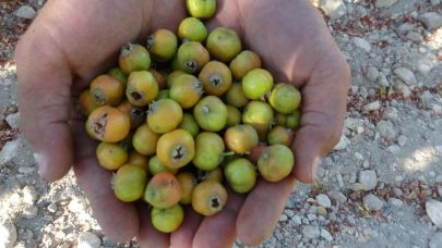 Akçadağlı üreticiler için yeni gelir kapısı