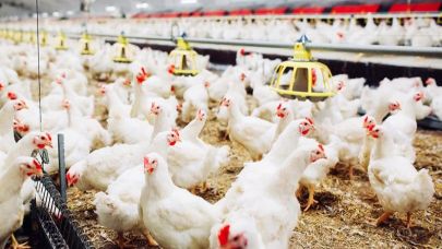 Foça Açık Cezaevi 27 bin yumurta tavuğu alacak