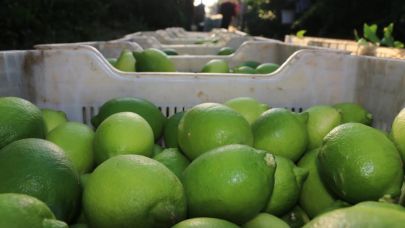 Adana’da narenciye hasadı başladı