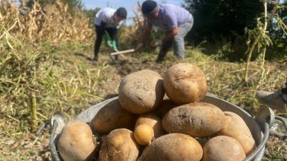 Patates tarlada 4 lira sofrada 20 lira