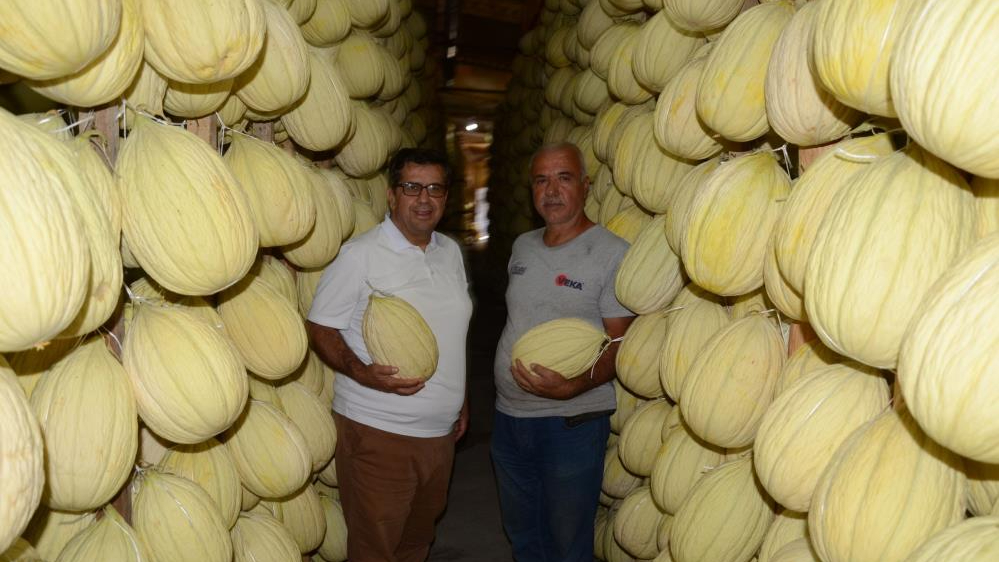 10 bin ton Kırkağaç kavunu kışın damakları tatlandıracak