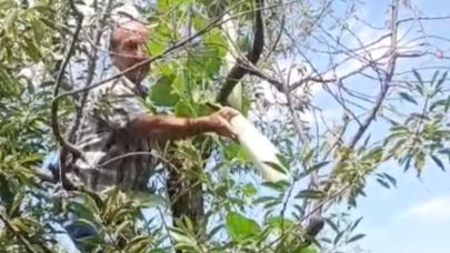 Vişne ağacının tepesinde kabak şaşırttı