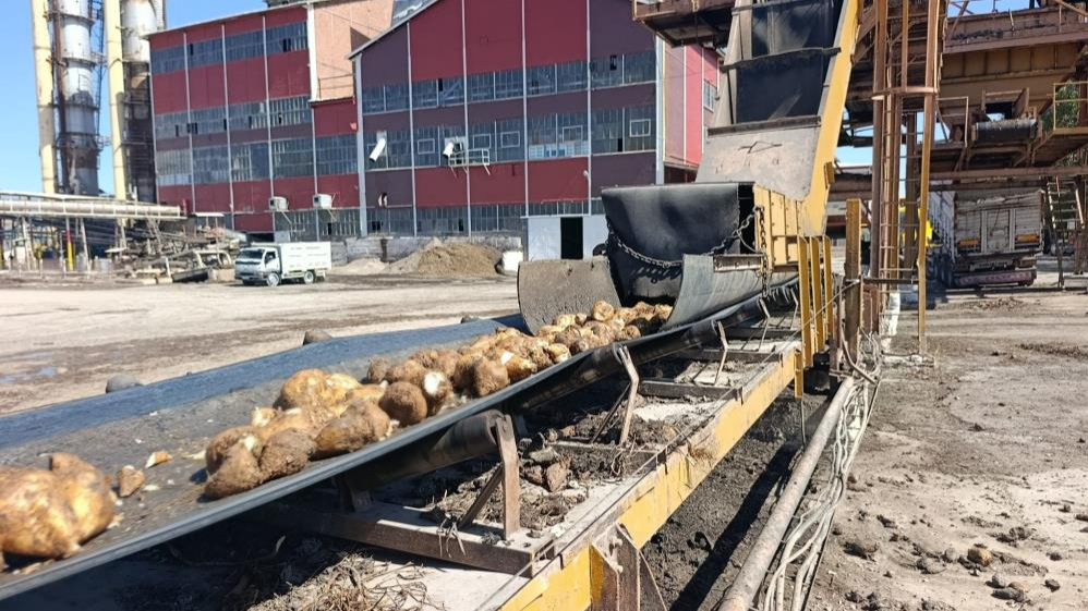 Şeker pancarı alım fiyatı ton başına 2 bin 975 lira oldu
