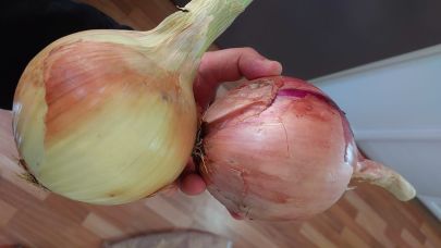 Üç adedi 2 kilogramı geçen Akşehir soğanı şaşırtıyor