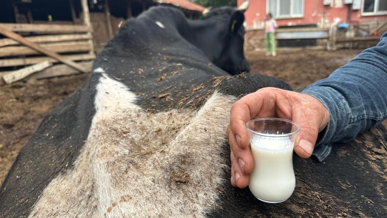 35 litre süt veren sığırdan bir çay bardağı süt alabiliyor