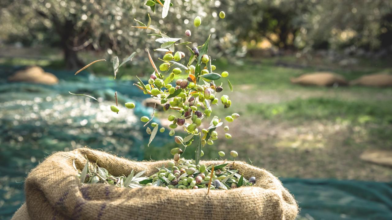 Akhisar&#039;dan zeytin ve yağıyla ilgili iddia çok konuşulur