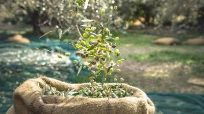 Akhisar'dan zeytin ve yağıyla ilgili iddia çok konuşulur