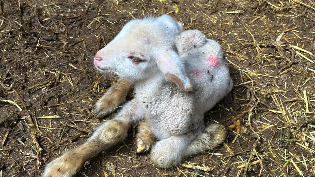 Annesi ve kardeşleri ölen kuzunun yürek burkan hikayesi