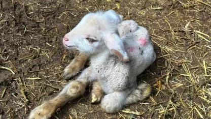 Annesi ve kardeşleri ölen kuzunun yürek burkan hikayesi