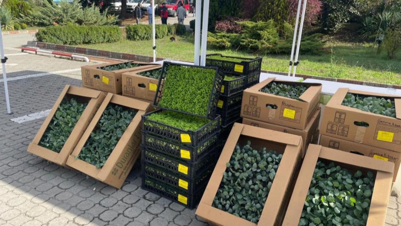 Bartın&#039;da 300 bin sebze fidesi dağıtıldı