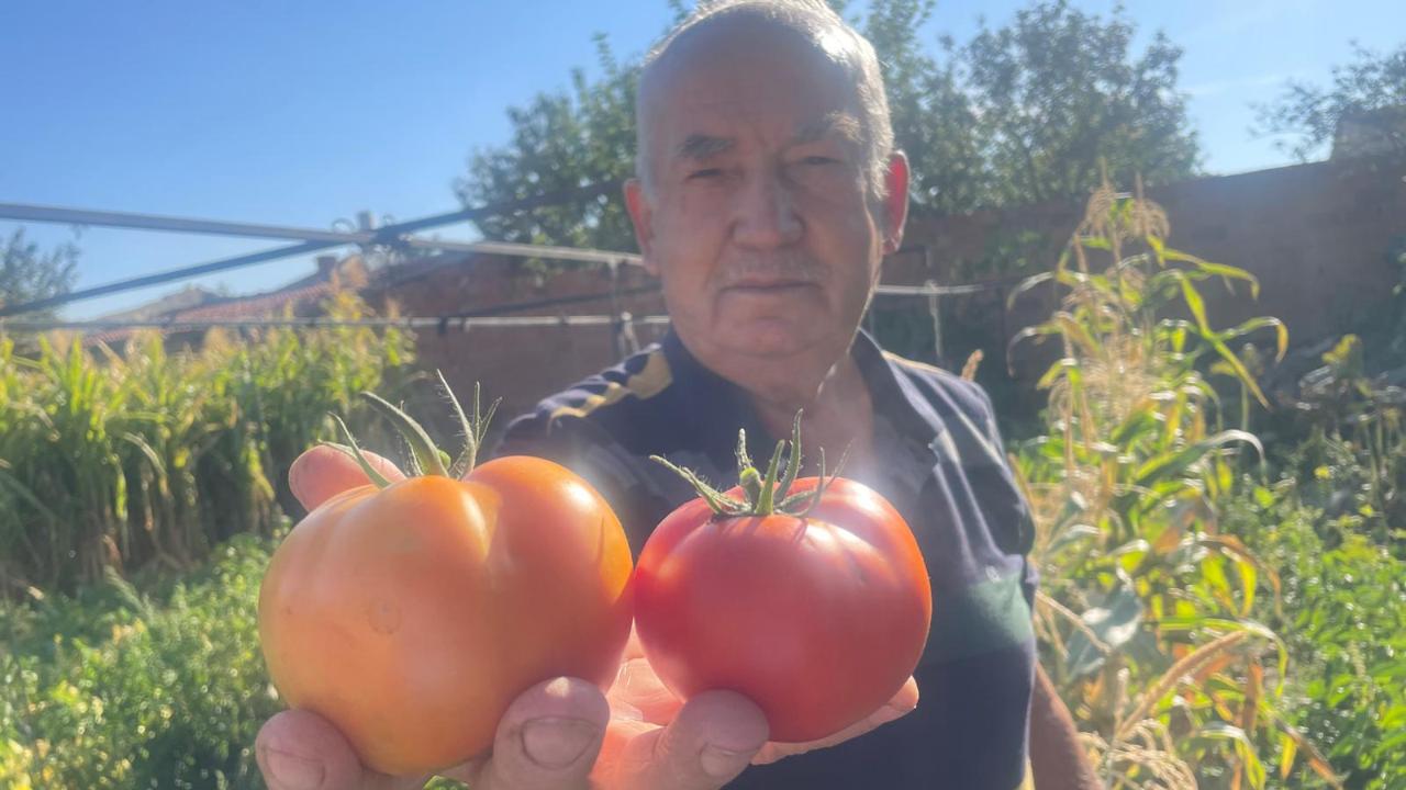 Başkentin yerel tohumlarından Afyon&#039;da domates ürettiler