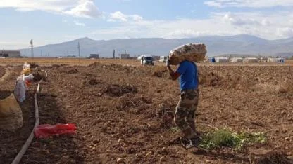 Boş çuvalı bile 1,5 kilogram patates ediyor