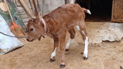 Bu buzağılar büyüdüklerinde alerji yapmayacak süt verecek