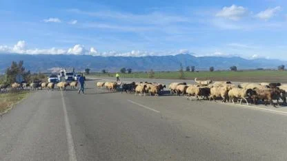 Bu kez trafik "koyun" için durduruldu