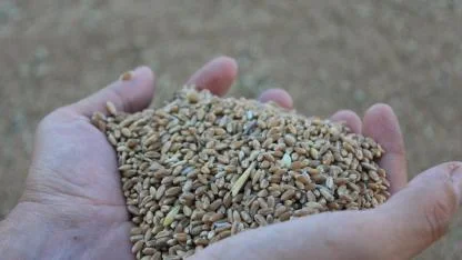 Buğday üretimi 18 milyon tonun altına düşecek
