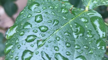 Bursa'da 2 günlük yağışlar ekim ayını kurtardı
