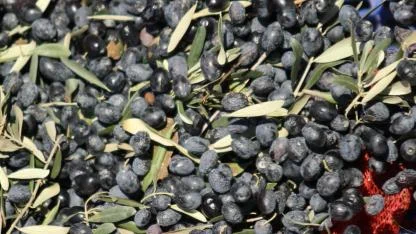Bursa'da zeytinin maliyeti açıklandı