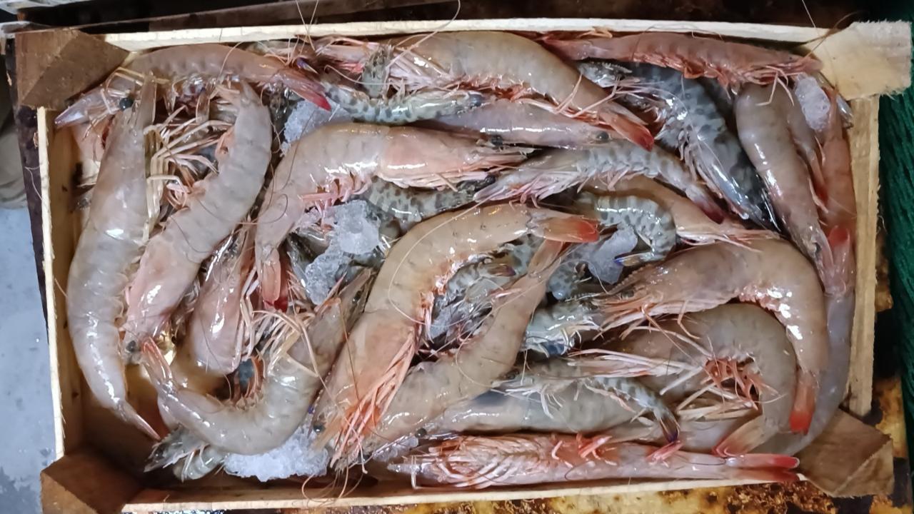 Enez Balıkçı Barınağı&#039;nda denetim yapıldı