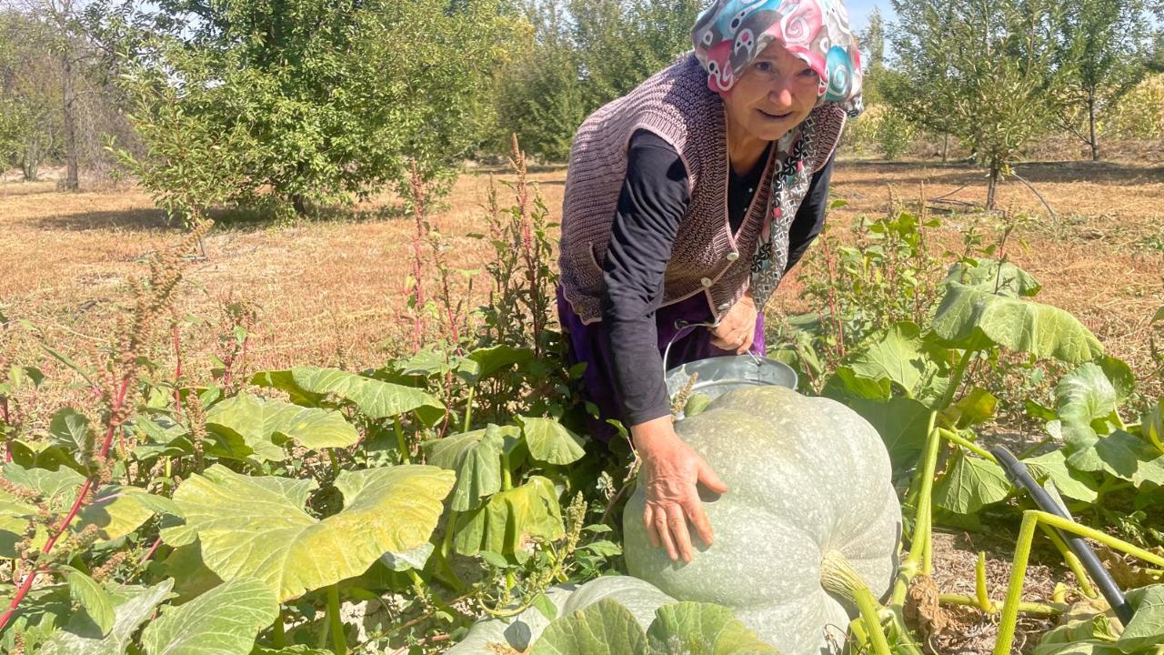 Hayvan gübresiyle 40 kilograma ulaşan kabağıyla mutlu oldu