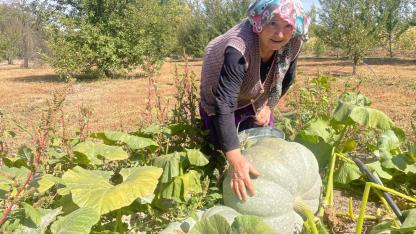 Hayvan gübresiyle 40 kilograma ulaşan kabağıyla mutlu oldu