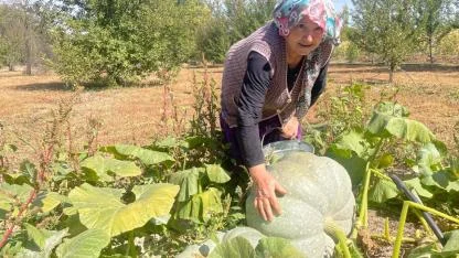 Hayvan gübresiyle 40 kilograma ulaşan kabağıyla mutlu oldu