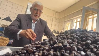 İsviçre sofralarının zeytini Katırlı Dağları'ndan gidiyor