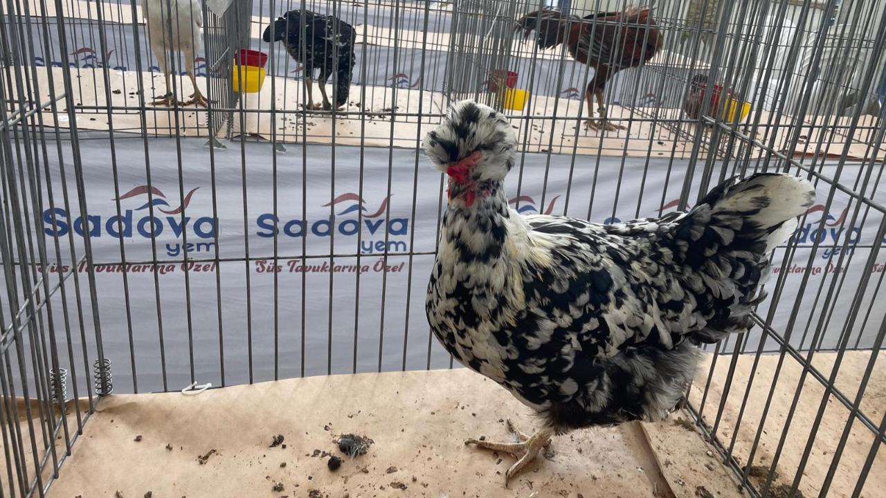 Karadeniz&#039;in &quot;Gugulli&quot;si Balıkesir&#039;de ilgi odağı oldu