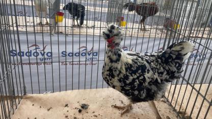 Karadeniz'in "Gugulli"si Balıkesir'de ilgi odağı oldu