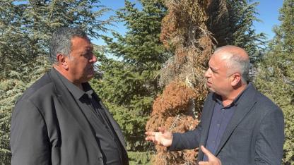 Keçiler gitti ormanların kabusu ökse otu arttı