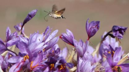 "Kırmızı altın"ın kilosu yaklaşık 100 gram altın yapıyor