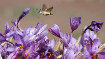 "Kırmızı altın"ın kilosu yaklaşık 100 gram altın yapıyor
