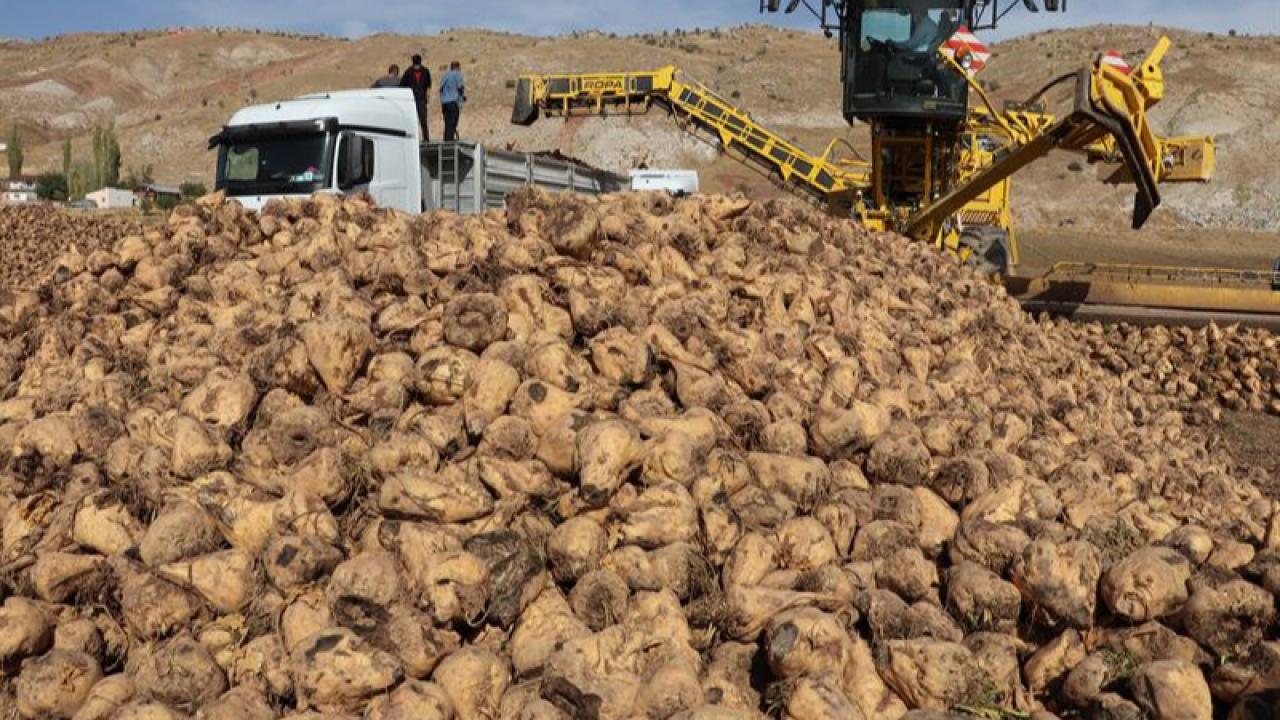 Kuraklık şeker pancarı üretimini kısıtlamayacak